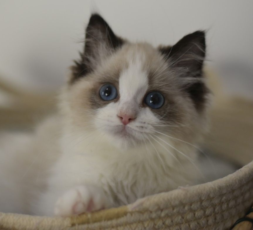 images/AvailableKittens/Siam website.JPG